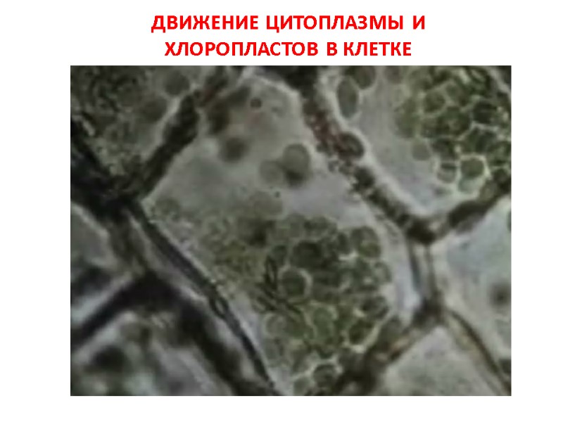 ДВИЖЕНИЕ ЦИТОПЛАЗМЫ И  ХЛОРОПЛАСТОВ В КЛЕТКЕ